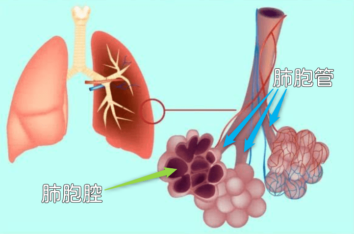 肺胞管および肺胞腔